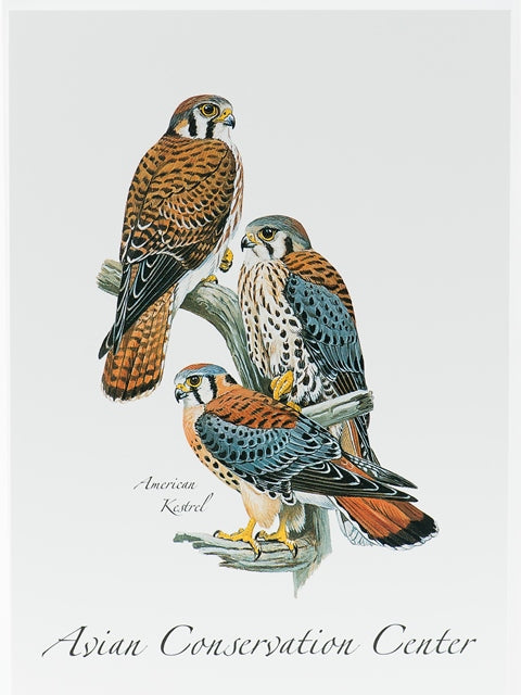 Avian Conservation Center Note Cards