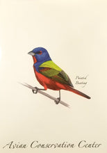 Load image into Gallery viewer, Avian Conservation Center Note Cards
